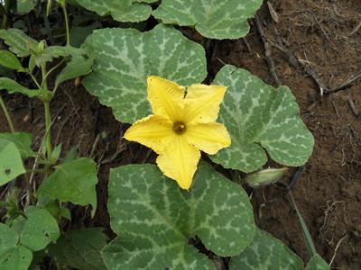 Cucurbita maxima